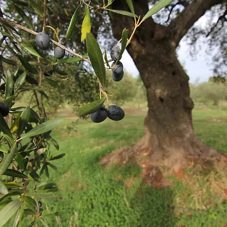 Masseria Bellolio Alloggio per agriturismo Carovigno